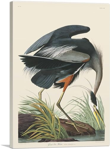 ARTCANVAS John James Audubon Kunstdruck auf Leinwand, 66 x 45 cm, 1,9 cm tief