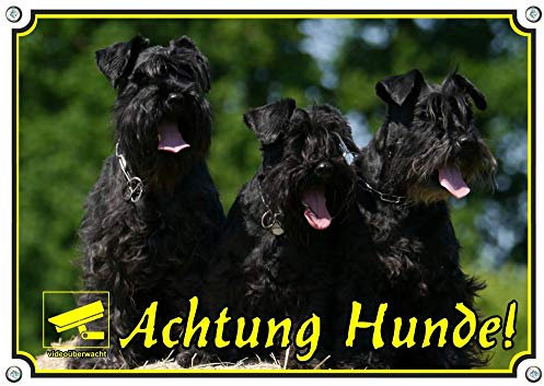 Petsigns Hundeschild - 3 Schnauzer - stabiles Warnschild + videoüberwacht - uv-beständig, DIN A5