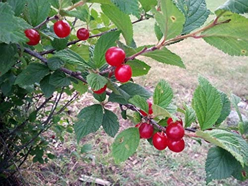 Genipap Erbstück Bio Montmorency Kirschbaum 40 Samen