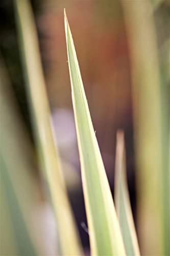 Yucca filamentosa 'Bright Edge' ca. 11x11 cm Topf - Palmlilie, gelb-grüne Blätter, winterhart, ideal für Kübel und Rabatten, pflegeleicht