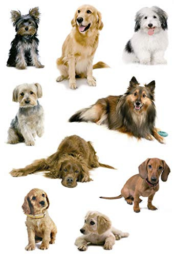 Herma 3432 Sticker DECOR Hundefotos