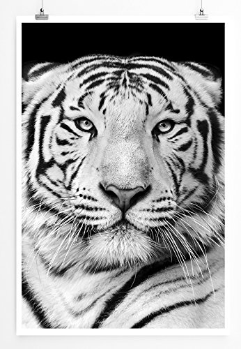 Eau Zone Bilder - Tierbilder – Porträt eines weißen bengalischen Tigers schwarz weiß- Leinwand Kunstdrucke Wandbilder aus Deutschland