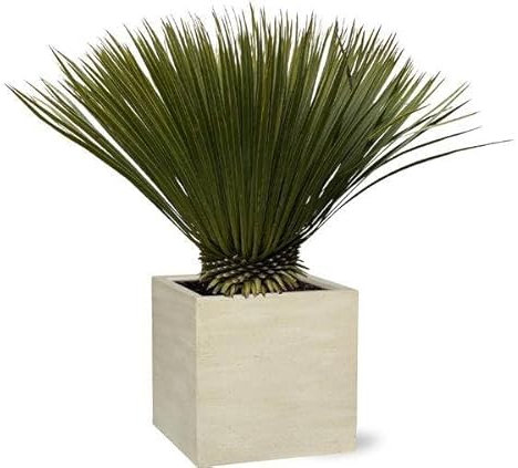 Palmlilie - Yucca Rostrata - Zimmerpflanze - 80cm- Ø30cm
