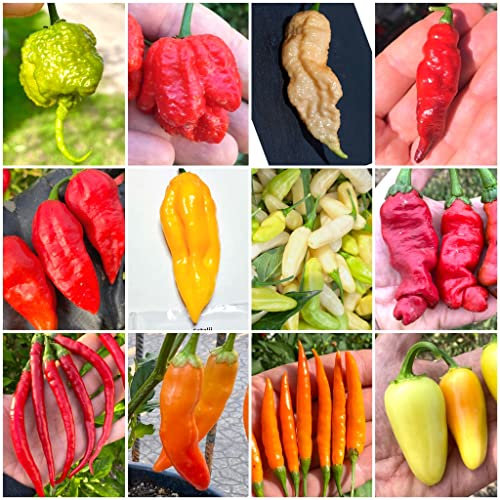 120 Semi Peperoncino In 12 Varietà Delle Più PICCANTI Del Mondo, Collezione 3 + Guida: CAROLINA REAPER MUSTARD, REAPER MORUGA, BHUT JOLOKIA, FATALII, HABANERO, AJI, THAI PEPPER, JALAPENO WHITE