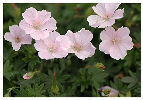 Stauden Gänge 1 x Geranium sanguineum 'Apfelblüte' (Winterhart/Stauden/Staude/Mehrjährig/Bodendecker) Rosa Blut Storchschnabel/Storchenschnabel - Ein Blütentraum in pastellfarbenem Charme