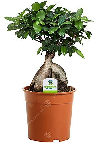 Ficus Ginseng - 1 Planta - Árbol Planta de Interior para Hogar/Oficina en Maceta de 12 cm