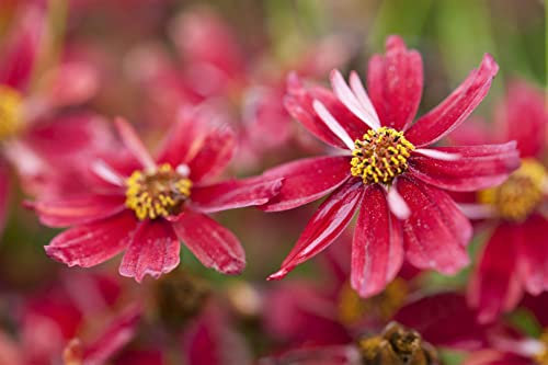 Coreopsis rosea 'Limerock Ruby' ca. 11x11 cm Topf - Mädchenauge, rubinrote Blüten, Blütezeit Juni-September, ideal für Rabatten, pflegeleicht, bienenfreundlich