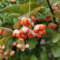 30 pcs Euonymus Fortunei Samen Exotische Pflanzen Samen, Seltene Samen Balkonpflanzen Winterhart Kräutergarten Indoor, Exotische Pflanzen Kräutergarten Balkon, Bonsai Samen Kräutergarten,