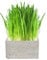 Cat FurNature - Luxury Cat Grass Pots and Growing Kits (Concrete Square)