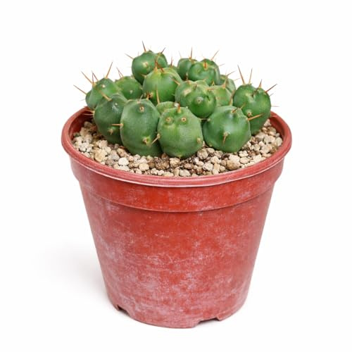 Puna incahuasi seltener Kugelkaktus Rarität 6,5cm Topf 15cm hoch