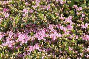 Rhododendron obt. 'Kermesina Rose' Japanische Azalee 20-25cm im Topf gewachsen