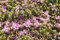 Rhododendron obt. 'Kermesina Rose' Japanische Azalee 20-25cm im Topf gewachsen