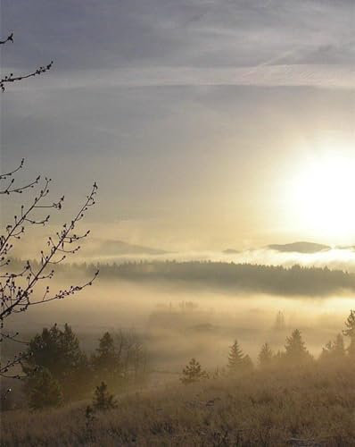 Puzzle 1000 Teile,Geschicklichkeitsspiel für die ganze Familie,-Nebel, Baum, Nieren 70x50cm