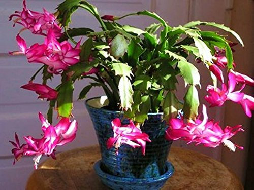 10 pezzi/sacchetto di Natale Cactus semi di Fiori, piante di Cactus Natale Bonsai per casa e giardino
