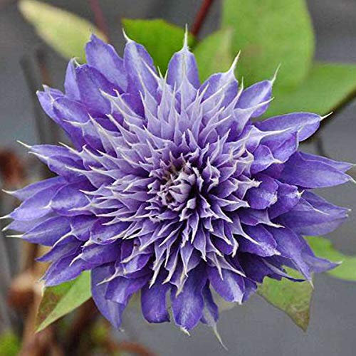 Clematis 'Multi Blue' - Waldrebe 50-60 cm Pflanzcontainer