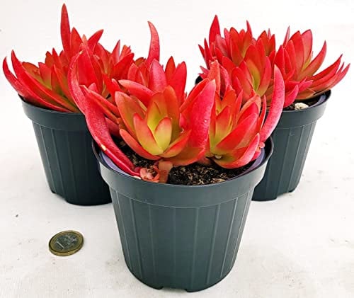 POWERS TO FLOWERS - PIANTA GRASSA, ECHEVERIA ROSSA NATURALE VULCANO VASO 11CM DIAMETRO, 3 PIANTE, piante vere
