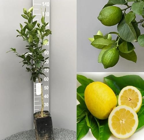 Limone Sfusato Amalfitano pianta fitocella 160 cm rifiorente Agrumi Vivaio annese