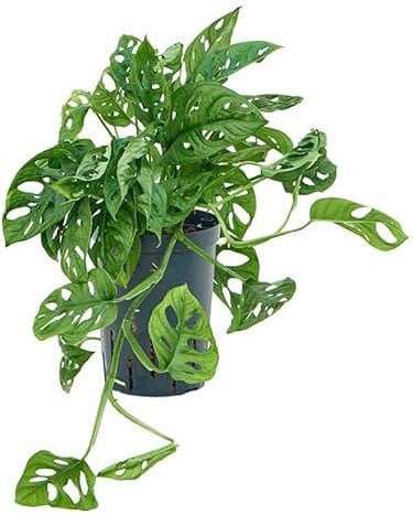 Monstera Adansonii - Monkey Leaf - Indoor House Plant in 12cm Pot