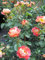 Rosa Bienenweide Mango ® - Beetrose Bienenweide Mango ® - Tantau Rose
