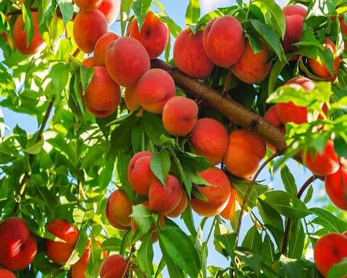 25pcs Dwarf Peach Fruit Tree,Pink