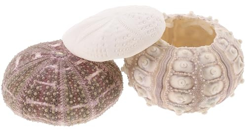 ADOCARN Pot Décoratif 3pcs Coquilles D'oursin Naturelles Bords Lisses pour Plantes Aériennes, pour Tables à Manger et Bureaux