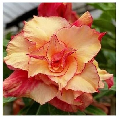 Stk - 3x Adenium obesum Morning Star Wüstenrose Garten Pflanzen - Samen B563 - Seeds & Plants Shop by Ipsa