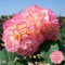 Stammrose 'Augusta Luise®', Edelrose, Stammhöhe 60cm im 7,5 Liter Topf