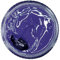 Collonil Pastel Violet Leather Polish Cream