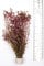 PondPlantsUK - Mixed Tropical Live Aquarium Plants (5 Strand Ringed Rotal Indica)