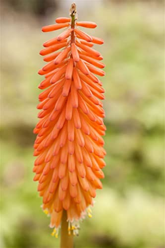 Fackellilie 'Alcazar' im Topf Kniphofia uvaria mehrjährig Staudenbeet | Kniphofia uvaria, sommergrün, aufrecht, 80-100 cm, orange-rote Blüten Juli bis September, sonnig, frosthart bis -12 °C