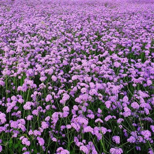 200 pcs eisenkraut samen winterhart - kräutersamen flower Verbena officinalis, indoor kräutergarten bienen wiese blumenwiese samen steingartenpflanzen winterhart blumenwiese