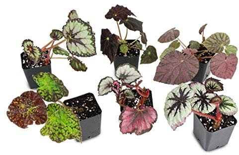 Generic King Begonia/Rex/Yukon Frore Begonia Rex - Plug Plant/Rhizome/more variety: Only Seeds