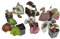 Generic King Begonia/Rex/Yukon Frore Begonia Rex - Plug Plant/Rhizome/more variety: Only Seeds