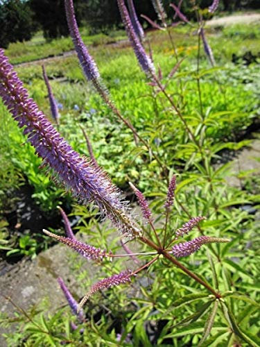 Kandelaber-Erhrenpreis Fascination - Veronica virginica Fascination Stückzahl Rabatt 3er-Paket