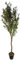 Leaf Design UK Black Plastic Pot, 150cm Artificial Natural Look Olive Tree with Wooden Trunk