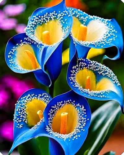 Los bulbos de cala están disponibles en una variedad de colores, perfectos para macetas o jardines.-2bulbos-D
