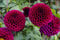 Dahlie Pompone 15 Samen Dopple Gemischte