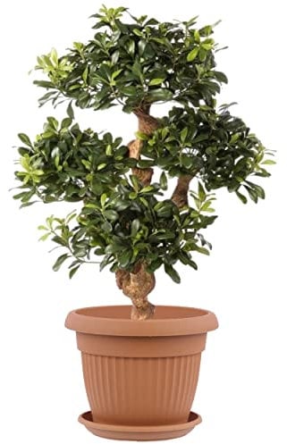 botle Pot de fleurs rond et soucoupe - Dimensions : 55 x 43 cm - Volume : 48 l - Couleur : terre cuite - Plastique - 12 grands pots de fleurs traditionnels