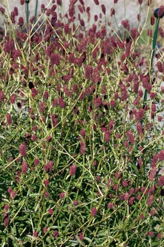 Großer Wiesenknopf 'Red Thunder' im Topf Sanguisorba officinalis winterhart | Dunkelrote Blütenähren, Juli bis September, sonnig bis halbschattig, Staudenbeet, winterhart bis -28 °C