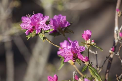 Rhododendron dauricum Boskoop Ostara 140-160 cm winterhart