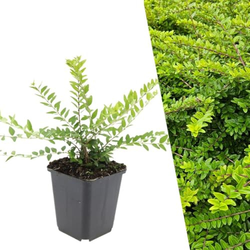 Plants by Frank Lonicera Nitida Maigrün, 6x Heckenkirsche Pflanzen, Ø 9 cm | Heckenmyrthe Geißblatt Pflanzen, Bodendecker Winterhart Mehrjährig, Kleinstrauch, Gartenpflanzen, Topf 9 cm, Höhe: 15 cm