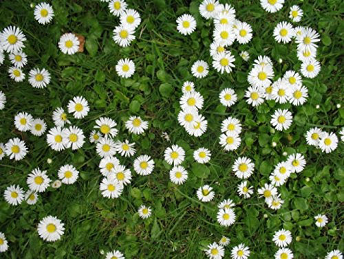 Daisy Lawn Grass Seed Cottage Garden Hard Wearing Certified Seed 500g to 20kg (2kg)
