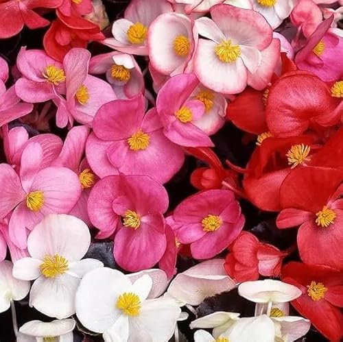 1 Pack of 1000 SEEEDS Begonia semperflorens Dwarf Varieties Mixed