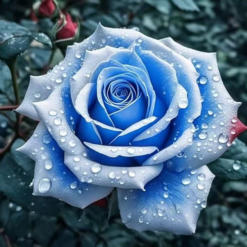 500 Stück Rosensamen, Blumensamen für Garten und Balkon, Rosen Pflanzen Samen, Garten Blumen, Ideale Garten Pflanzen, Balkon Pflanzen (J)