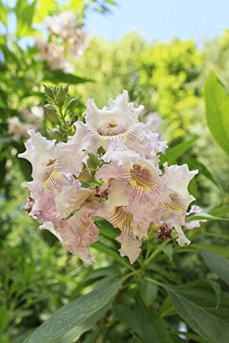 Trompetenbaum Chitalpa tashkentensis 'Summer Bells' Pflanze 15-20cm Rarität