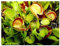 Dionaea muscipula Cross Teeth - Venusfliegenfalle - 5 Samen