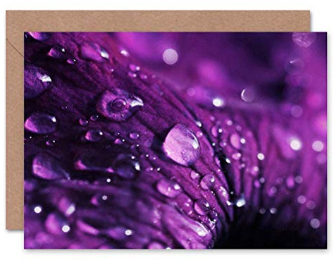 Wee Blue Coo Beads Of Water Drops On Voilet Flower Petal Blank Greetings Card