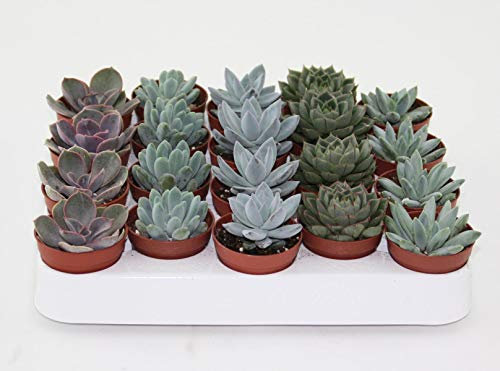 5 Stück Echeverie gemischt 5,5 cm Topf -Kakteen & Sukkulenten Lebendware