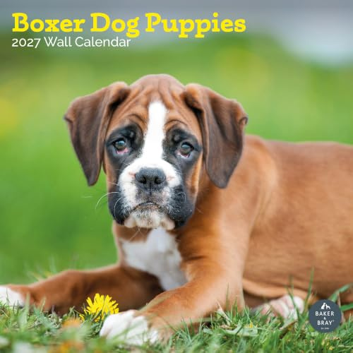 Boxer Welpen Kalender 2024 | quadratischer Wandkalender | 16 Monate | Baker and Bray