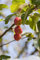 Malus 'Red Sentinel' 40 cm Stammhöhe - Zierapfel, rote Früchte, Herbstfärbung, ideal für kleine Gärten, bienenfreundlich, pflegeleicht